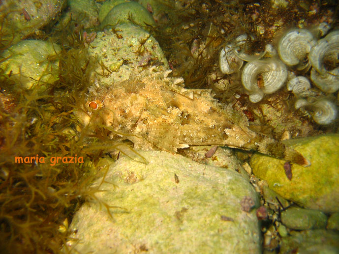 Scorfano di colore bianco (Scorpaena porcus)